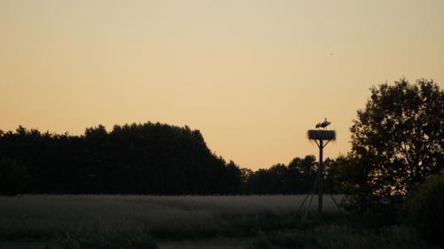 Hier zijn meer ooievaars dan blauwe reigers